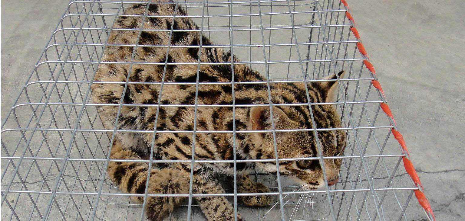 豹猫-非法贸易野生动物与制品鉴别-图片